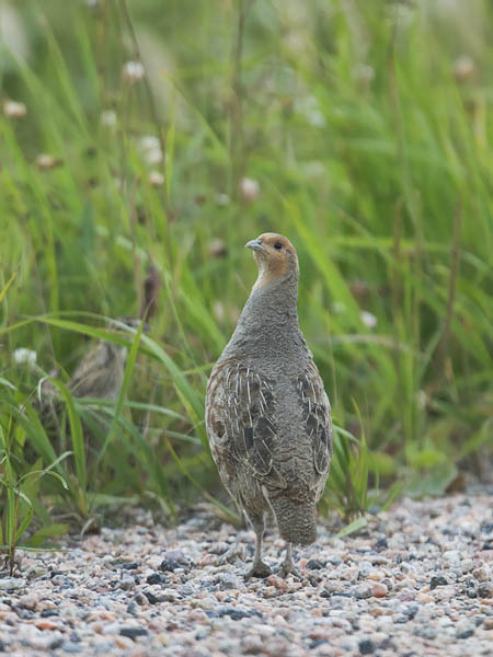 Peltopyy, Grey Partridge, Perdix perdix