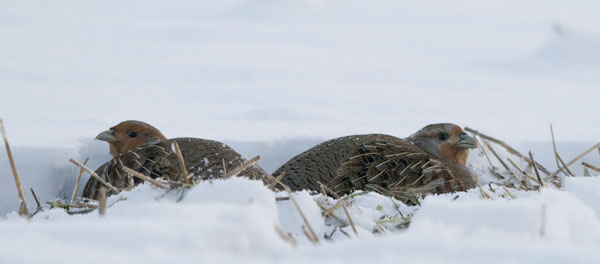 Peltopyy, Grey Partridge, Perdix perdix