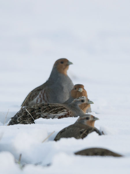 Peltopyy, Grey Partridge, Perdix perdix