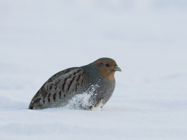 Peltopyy, Grey Partridge, Perdix perdix