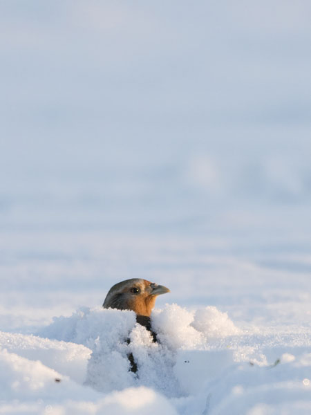 Peltopyy, Grey Partridge, Perdix perdix