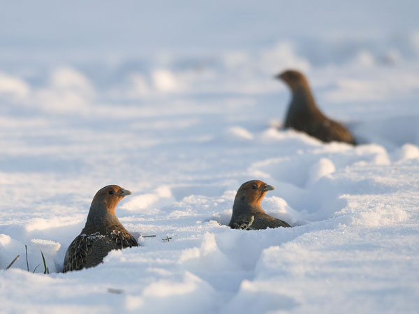 Peltopyy, Grey Partridge, Perdix perdix