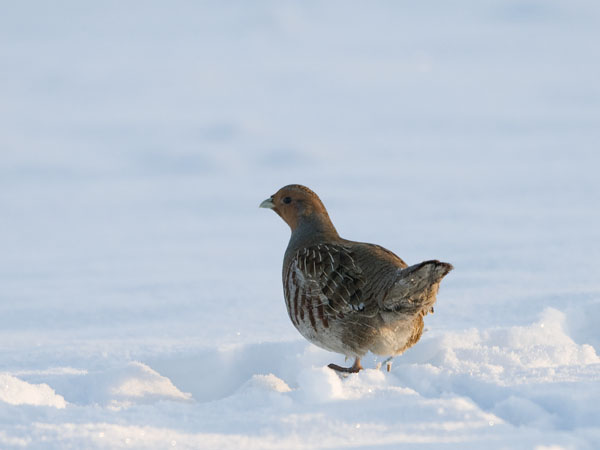 Peltopyy, Grey Partridge, Perdix perdix