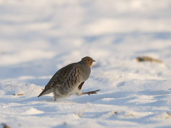 Peltopyy, Grey Partridge, Perdix perdix