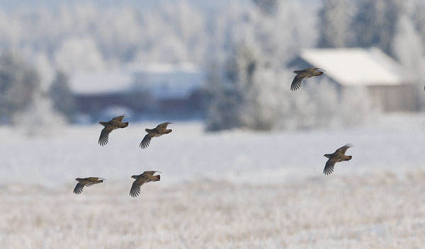 Peltopyy, Grey Partridge, Perdix perdix