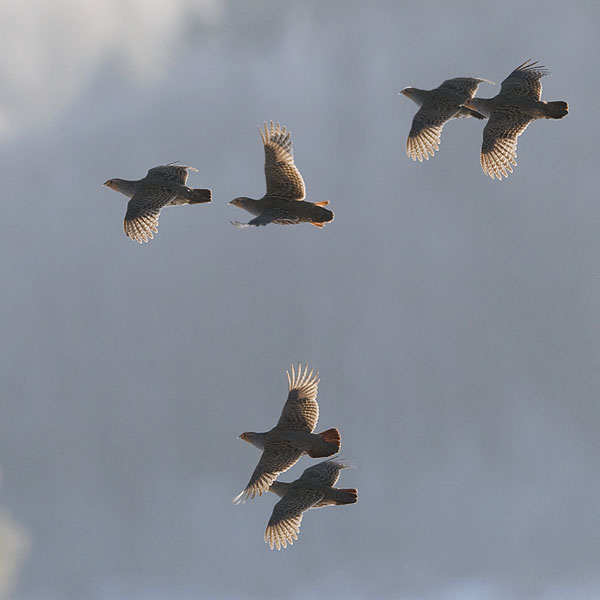 Peltopyy, Grey Partridge, Perdix perdix