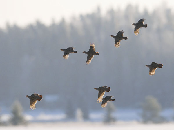 Peltopyy, Grey Partridge, Perdix perdix