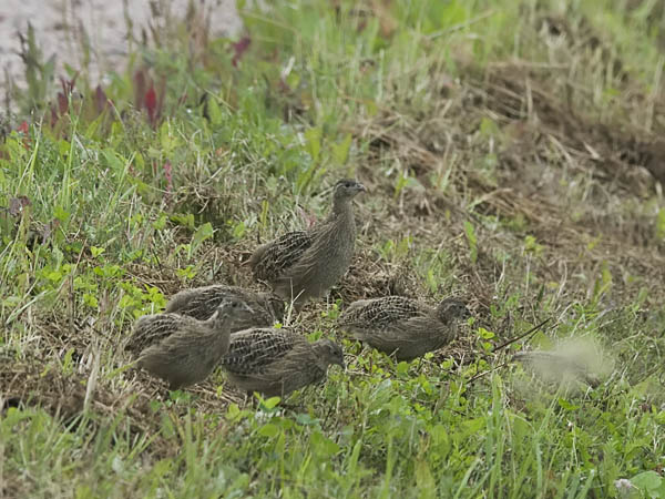 Peltopyy, Grey Partridge, Perdix perdix