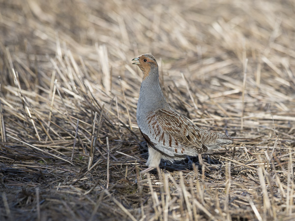 Peltopyy, Grey Partridge, Perdix perdix