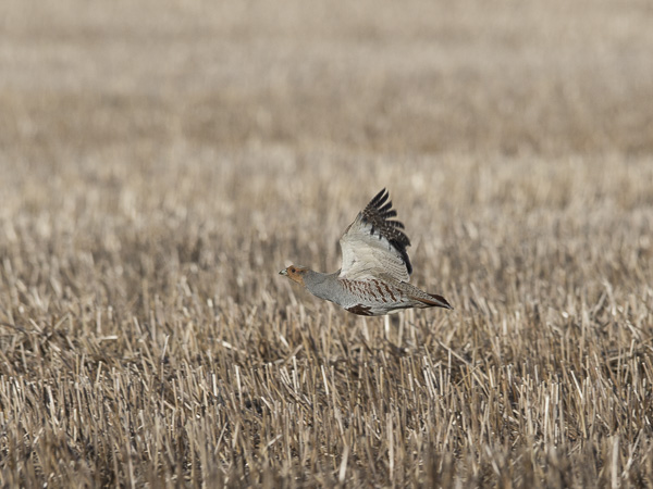 Peltopyy, Grey Partridge, Perdix perdix