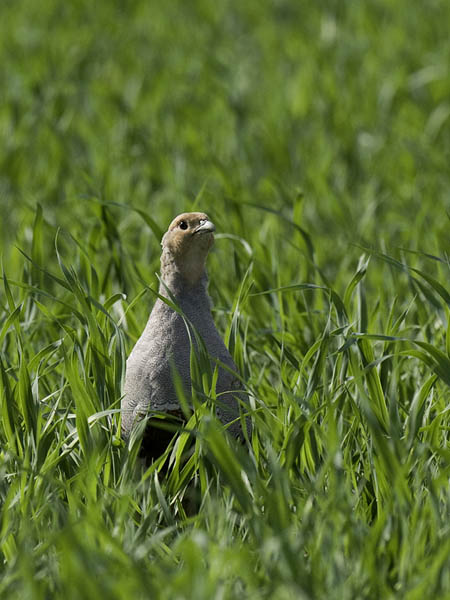 Peltopyy, Grey Partridge, Perdix perdix