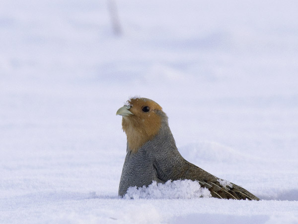 Peltopyy, Grey Partridge, Perdix perdix