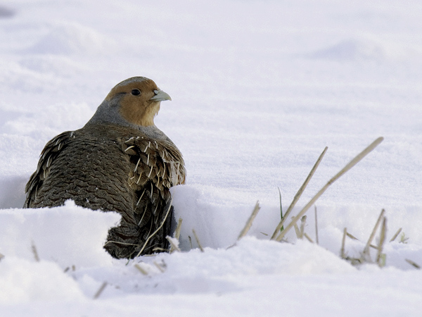 Peltopyy, Grey Partridge, Perdix perdix