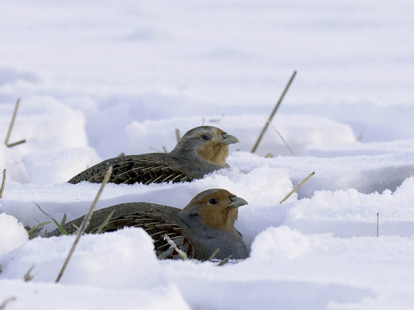 Peltopyy, Grey Partridge, Perdix perdix