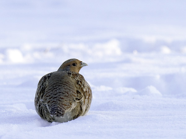 Peltopyy, Grey Partridge, Perdix perdix