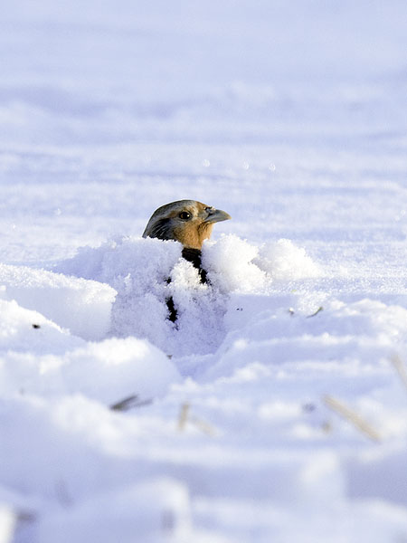 Peltopyy, Grey Partridge, Perdix perdix