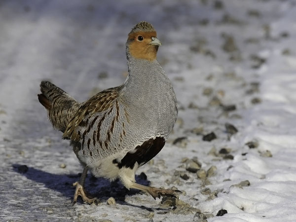 Peltopyy, Grey Partridge, Perdix perdix