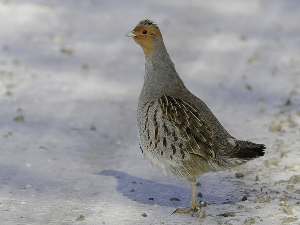 Peltopyy, Grey Partridge, Perdix perdix