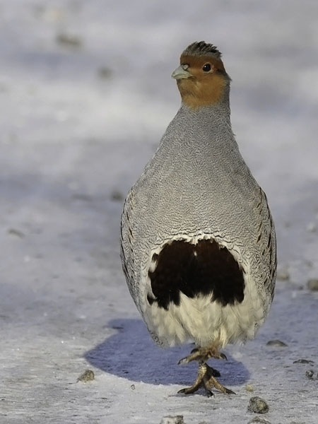 Peltopyy, Grey Partridge, Perdix perdix