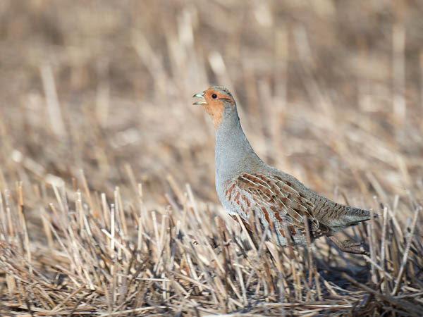 Peltopyy, Grey Partridge, Perdix perdix