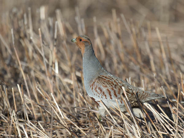 Peltopyy, Grey Partridge, Perdix perdix