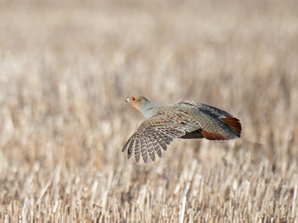 Peltopyy, Grey Partridge, Perdix perdix