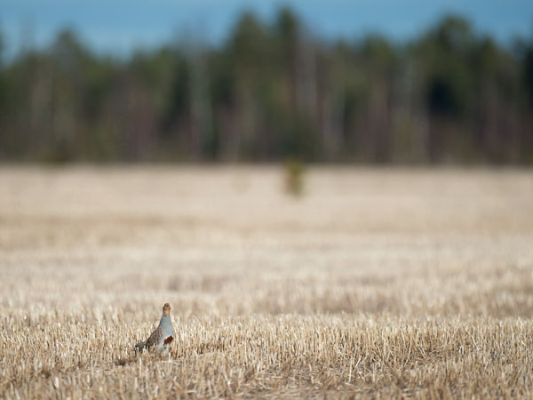 Peltopyy, Grey Partridge, Perdix perdix