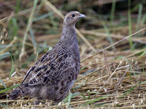 Peltopyy, Grey Partridge, Perdix perdix