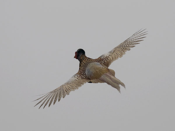Fasaani, Common Pheasant, Phasianus colchicus