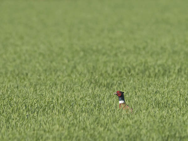 Fasaani, Common Pheasant, Phasianus colchicus