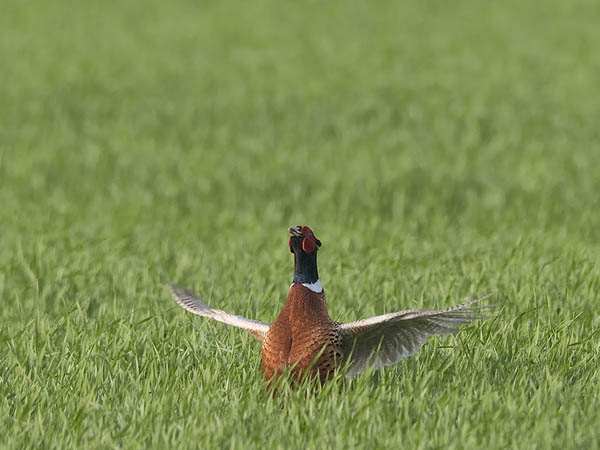 Fasaani, Common Pheasant, Phasianus colchicus