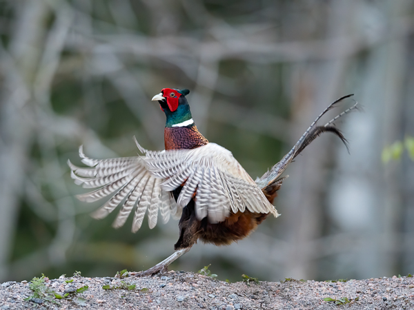 Fasaani, Common Pheasant, Phasianus colchicus