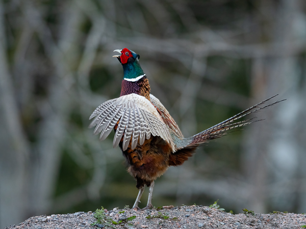 Fasaani, Common Pheasant, Phasianus colchicus
