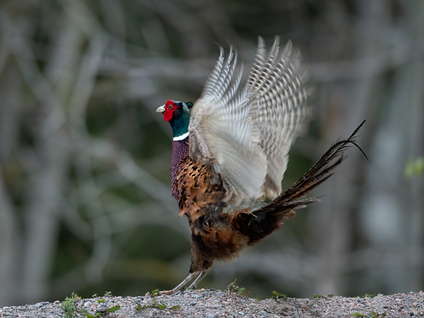 Fasaani, Common Pheasant, Phasianus colchicus