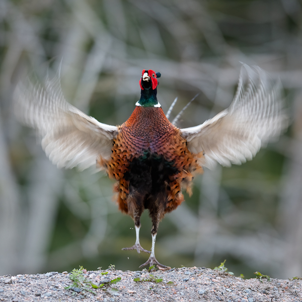 Fasaani, Common Pheasant, Phasianus colchicus