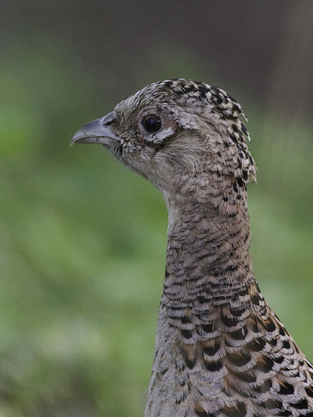 Fasaani, Common Pheasant, Phasianus colchicus