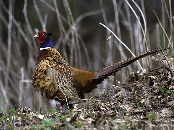 Fasaani, Common Pheasant, Phasianus colchicus