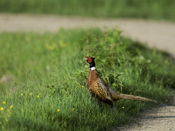 Fasaani, Common Pheasant, Phasianus colchicus