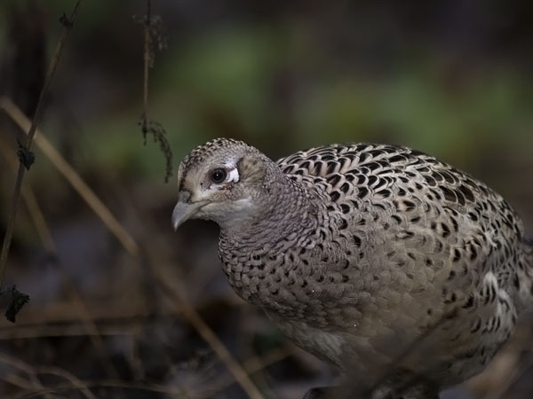Fasaani, Common Pheasant, Phasianus colchicus