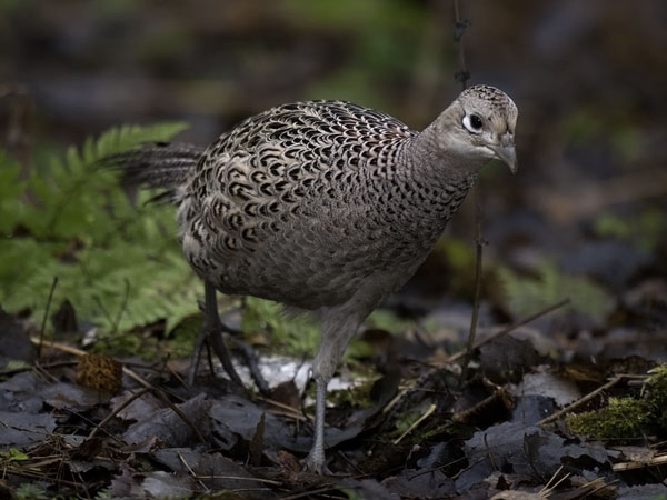 Fasaani, Common Pheasant, Phasianus colchicus