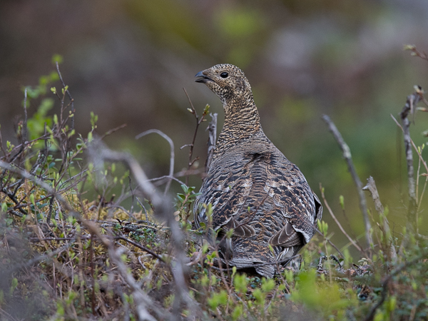 Teeri, Black Grouse, Tetrao tetrix