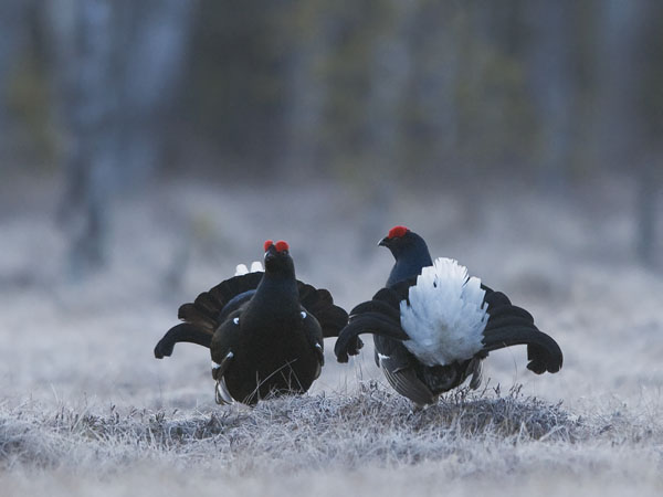 Teeri, Black Grouse, Tetrao tetrix