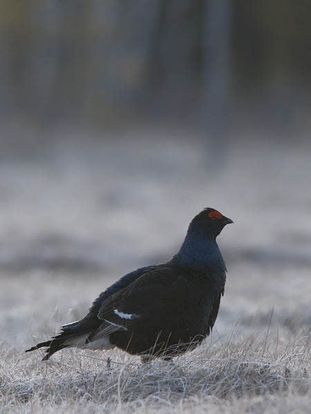 Teeri, Black Grouse, Tetrao tetrix
