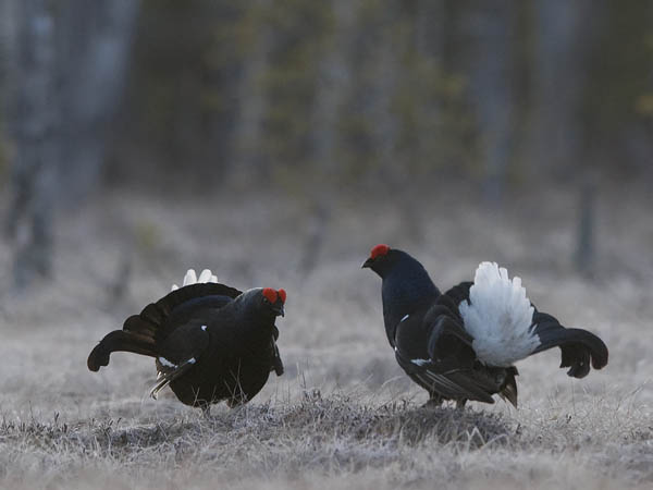 Teeri, Black Grouse, Tetrao tetrix