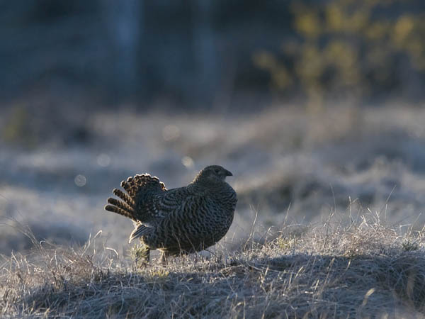 Teeri, Black Grouse, Tetrao tetrix