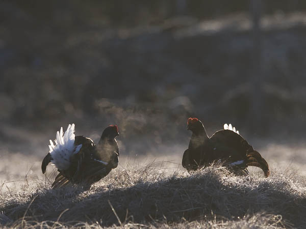 Teeri, Black Grouse, Tetrao tetrix