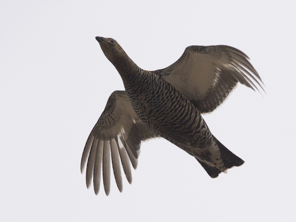 Teeri, Black Grouse, Tetrao tetrix