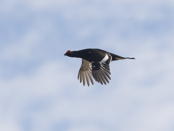 Teeri, Black Grouse, Tetrao tetrix