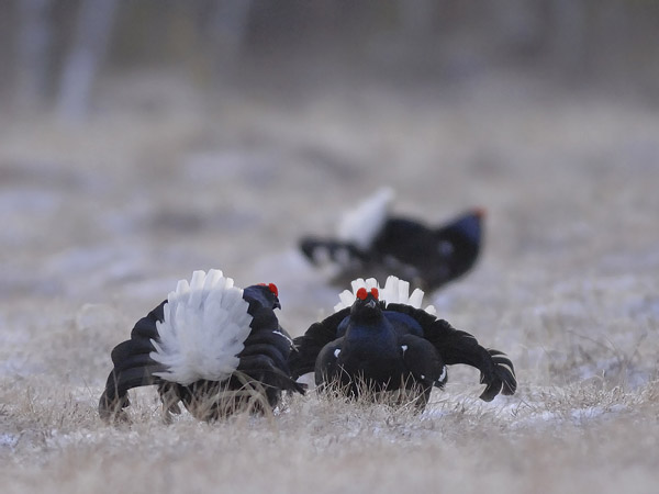 Teeri, Black Grouse, Tetrao tetrix
