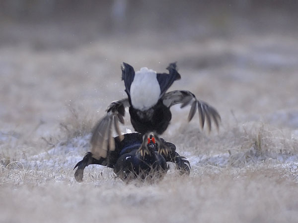 Teeri, Black Grouse, Tetrao tetrix